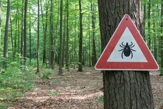 Pozor, spet klopi! Kako ga izvleči?
