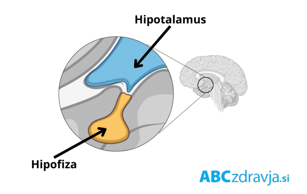 Kje je hipotalamus, hipofiza, možgani