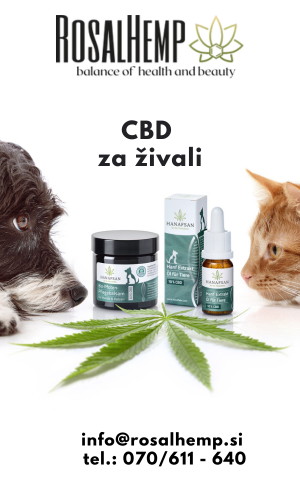 GLAVNI – Rosalhemp – naslovna